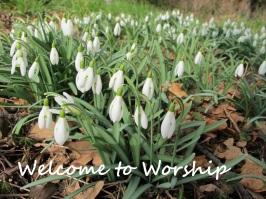 Welcome Snowdrops